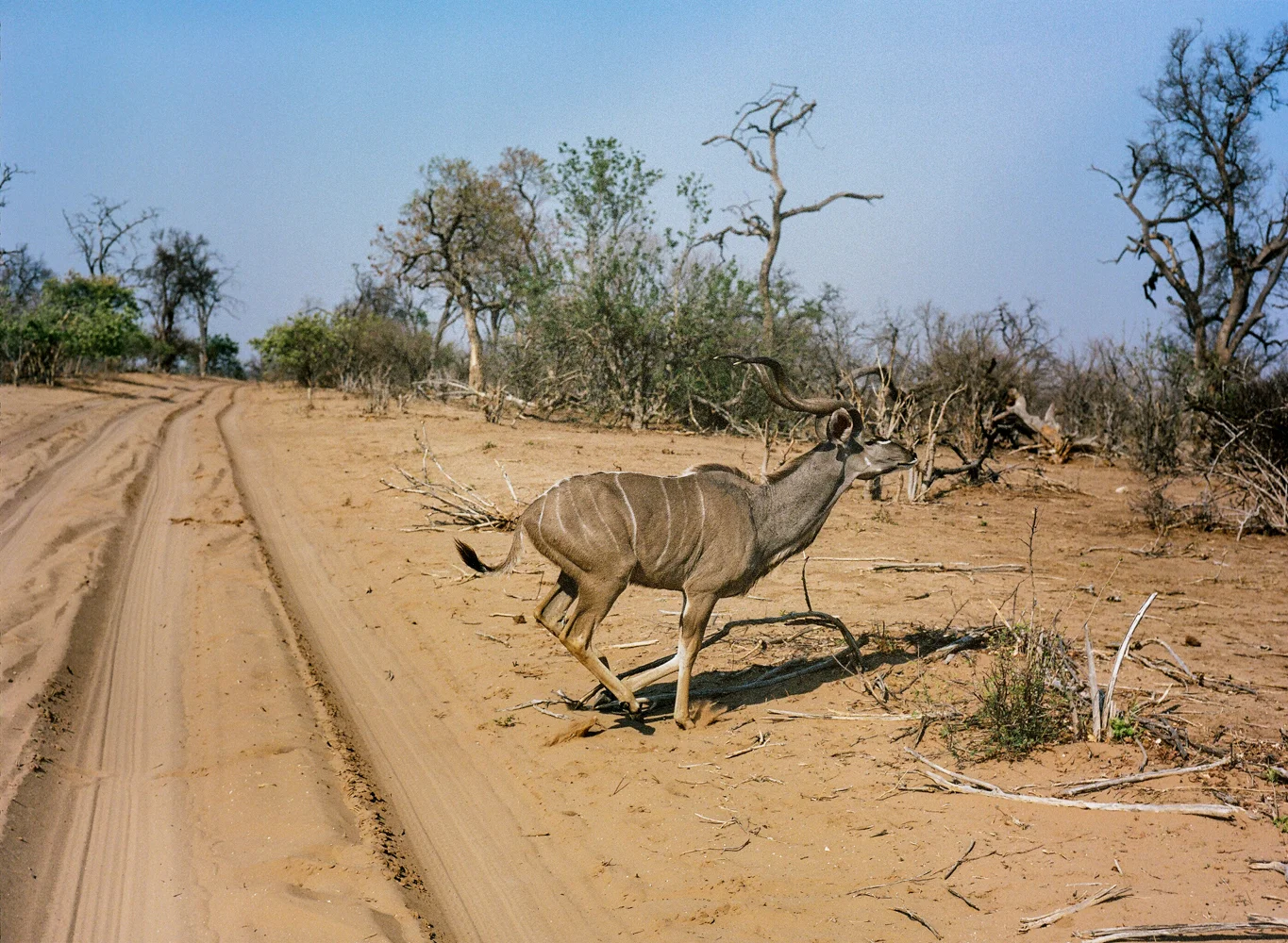 chobe national park, botswana, africa