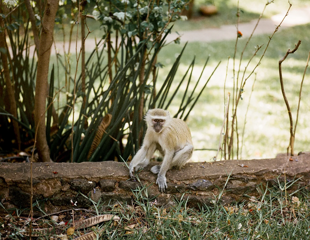 chobe national park, botswana, africa