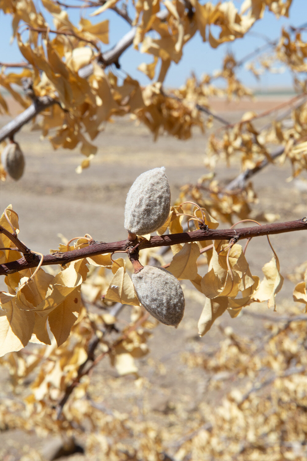 58906-ALMONDS-WoolfFarming-Ireland-4612.jpg