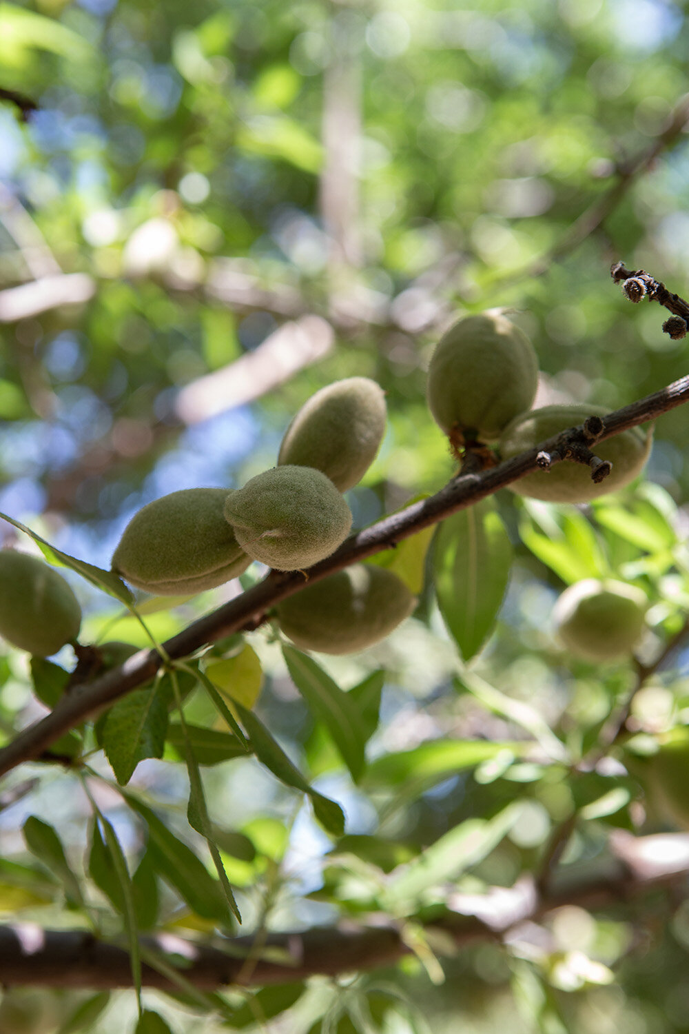 58906-ALMONDS-WoolfFarming-Ireland-4741.jpg