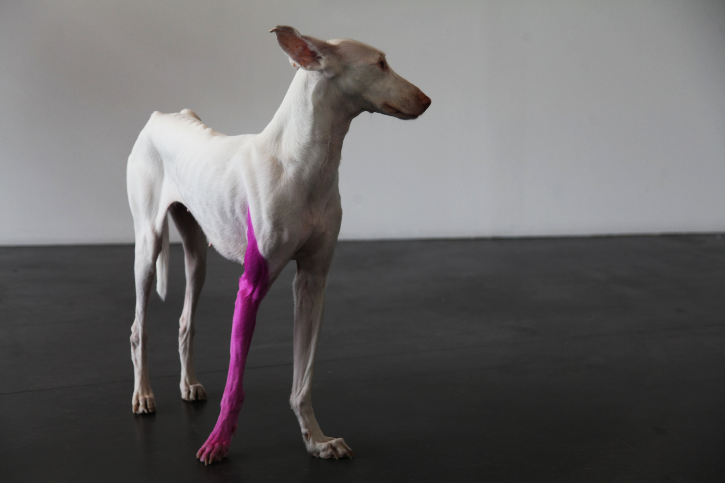 Human, 2012.jpg