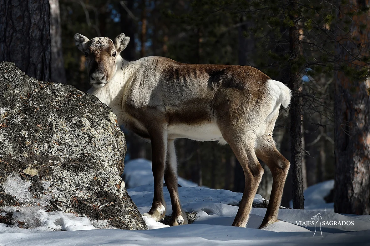 Animal Laponia
