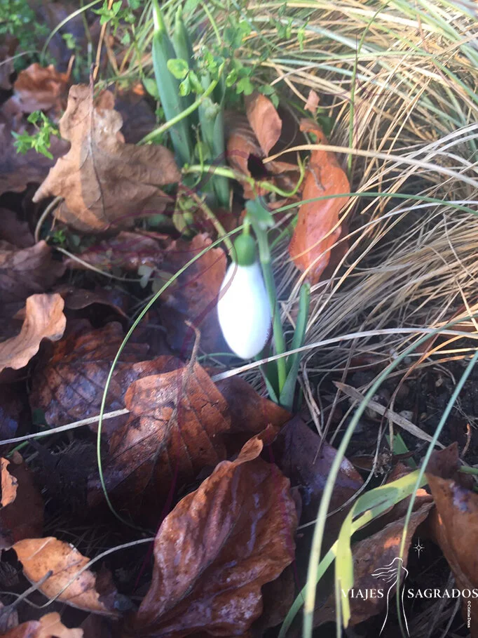 Luna de renovación, Luna nueva de Imbolc 