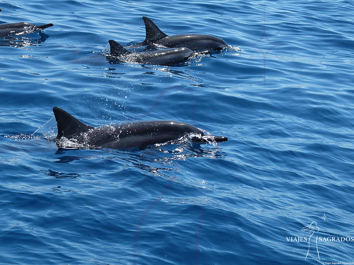 Delfines en Maui