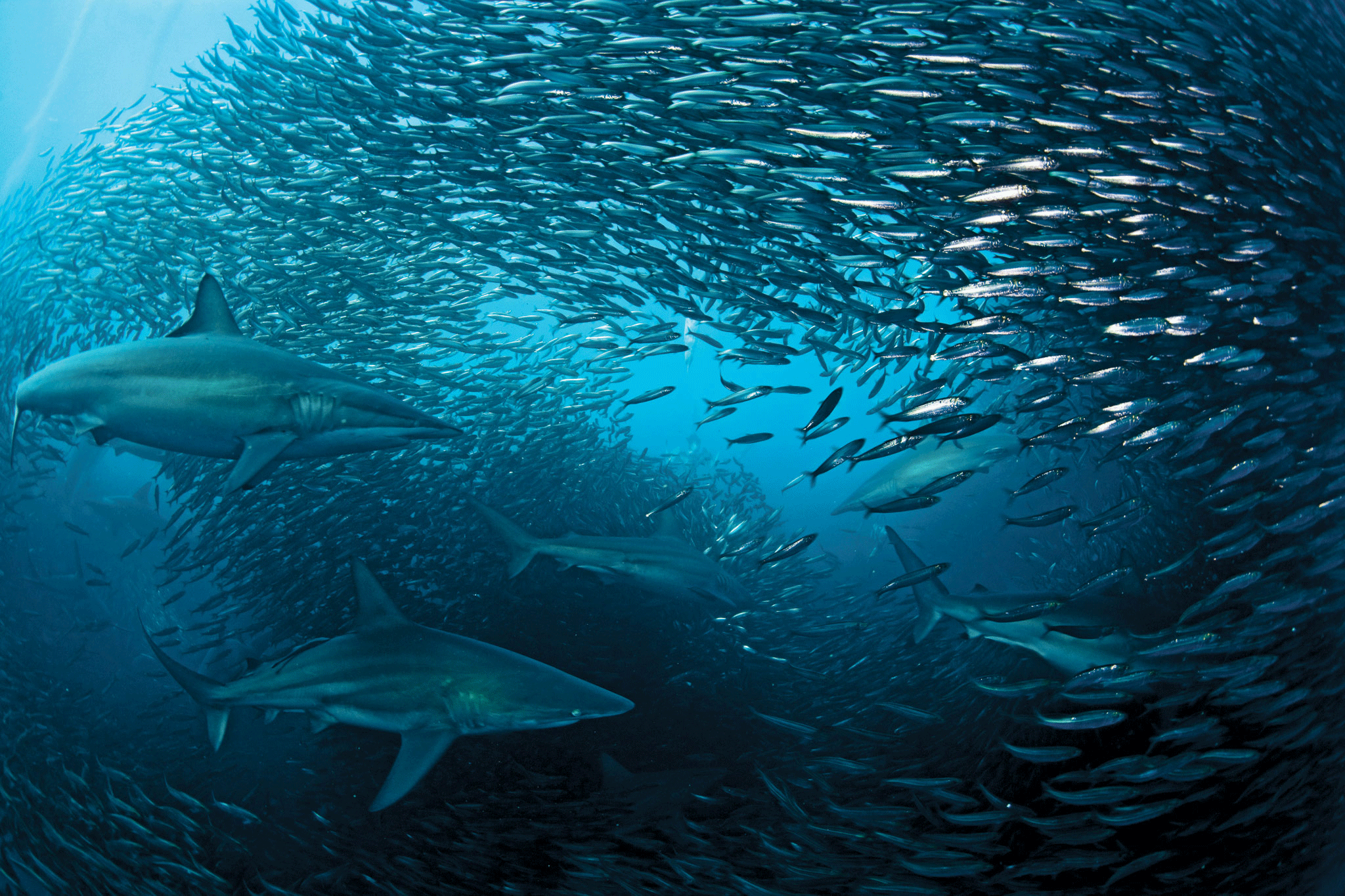 sardine-run-1.gif