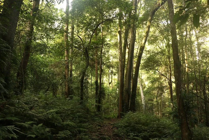 A complete guide to Golden Sassafras