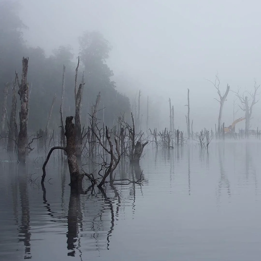 Brodie Neill: ReCoil
London Craft Week 2021

ReCoil: What is it made from? And how?
Hydrowood reclaims trees that were lost underwater when a forest in the Pieman River valley, on Tasmania&rsquo;s rugged west coast, were submerged for a hydroelectric