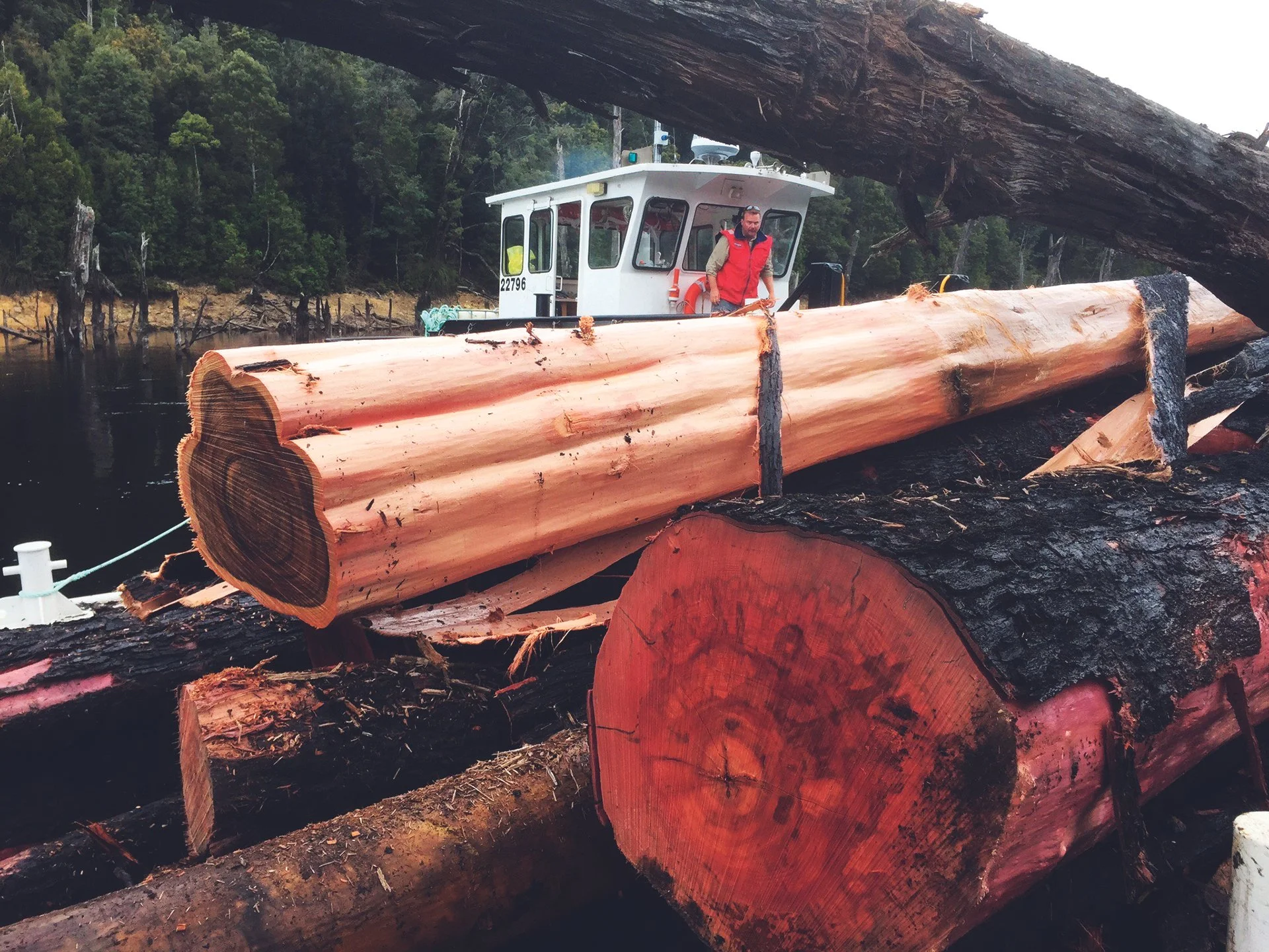 The Tasmanian Myrtle Misconception: Why Many Designers Think It's Difficult to Source