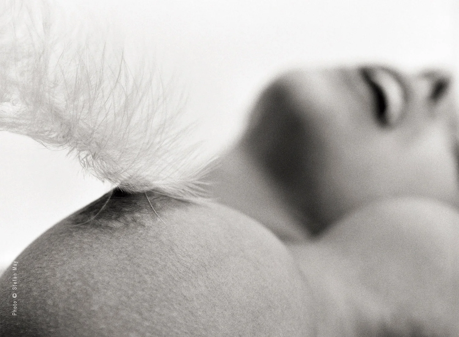 Fruits & Feathers-I, No.5