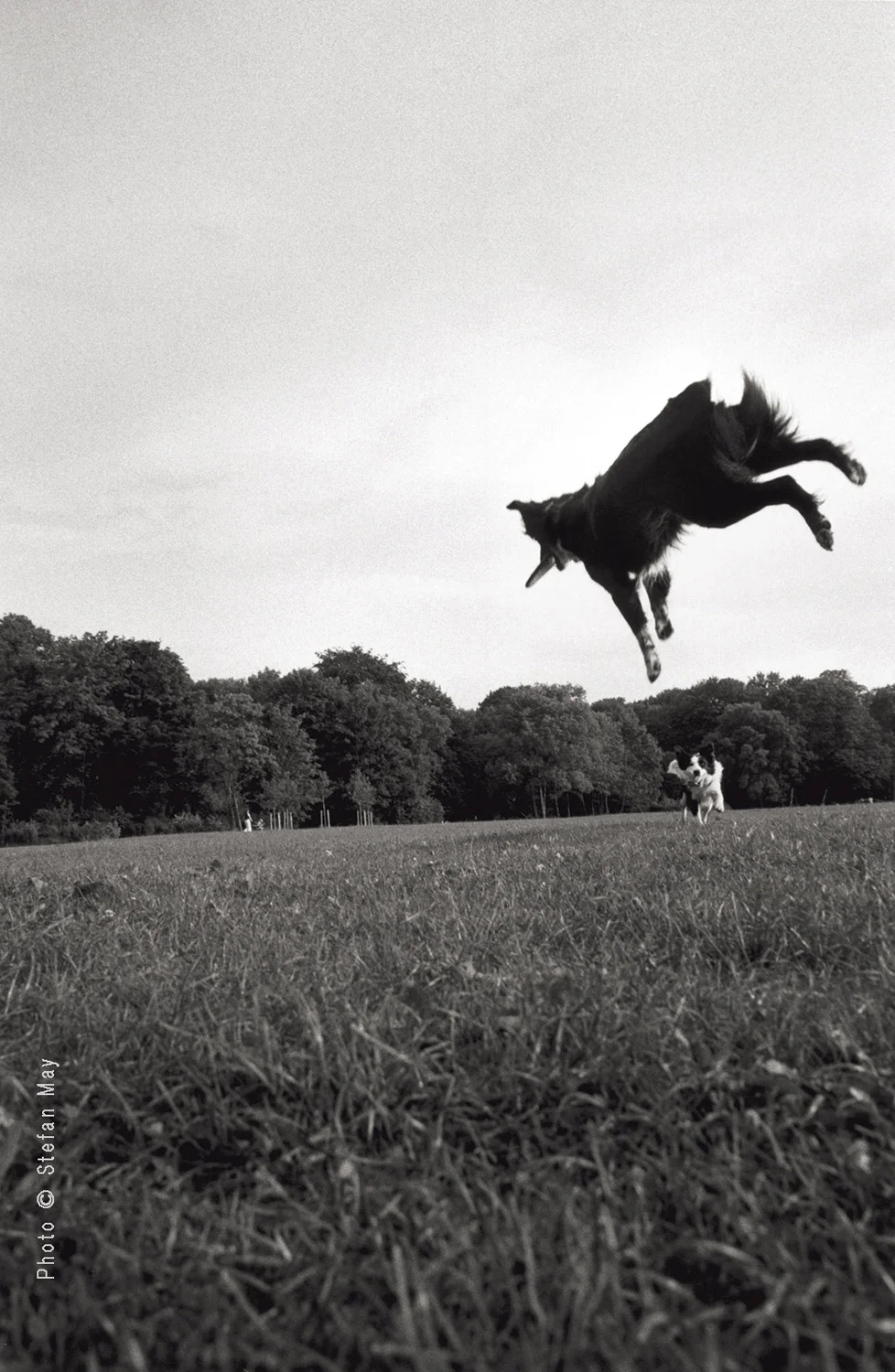 Flying Dog
