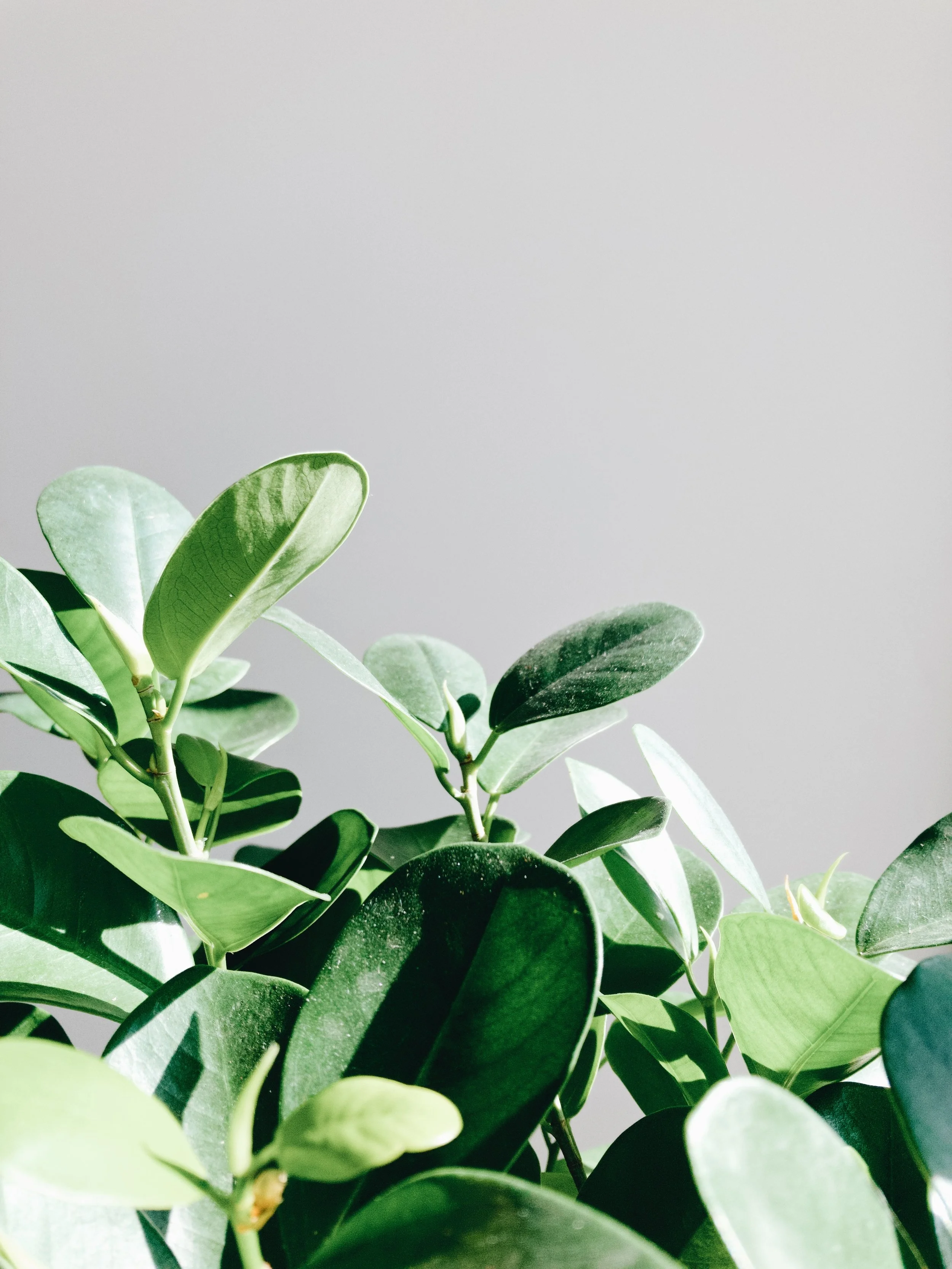 kristaps-grundsteins-576659-unsplash.jpg