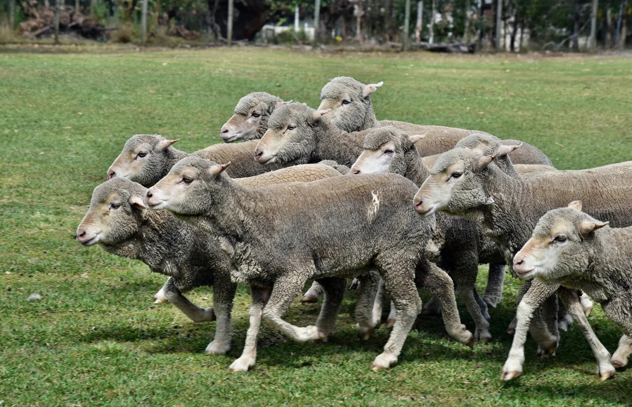 Gray sheep on Sheila’s farm.