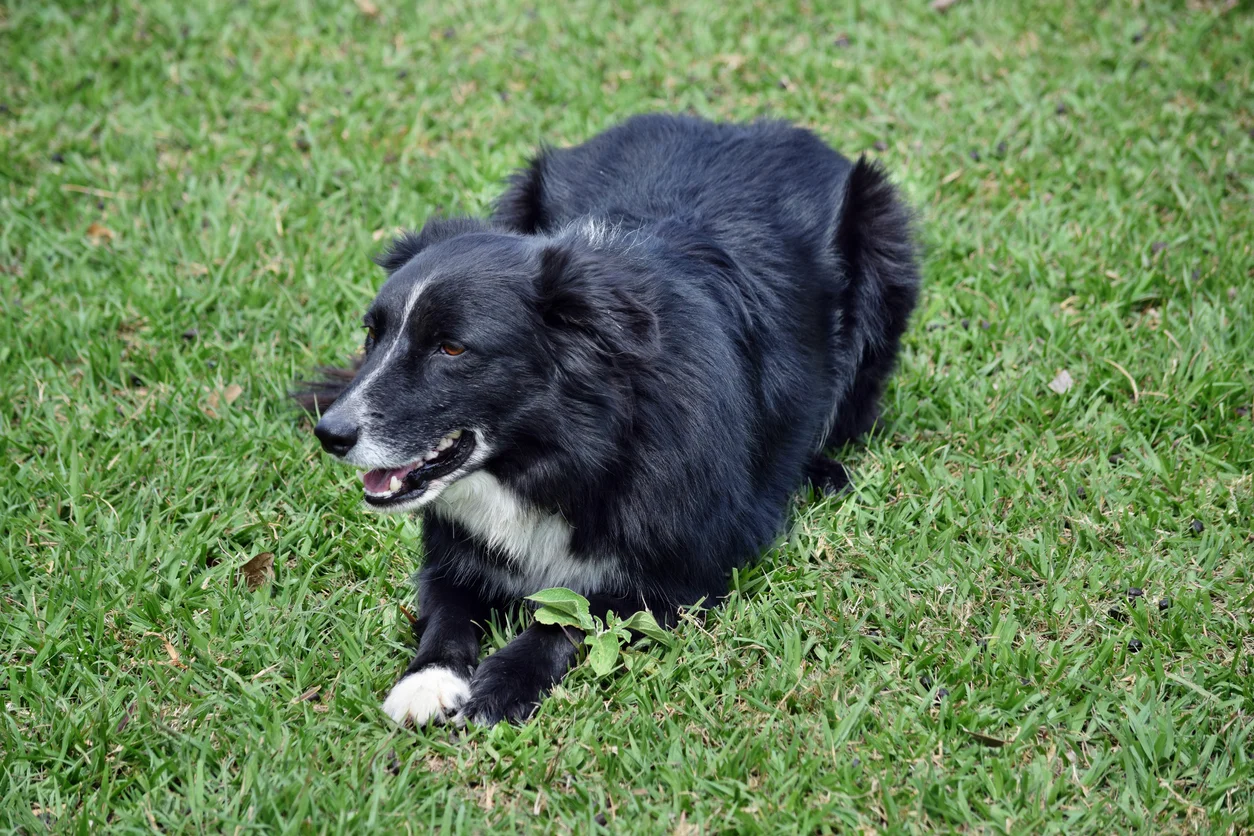 The sheep dog, KING.