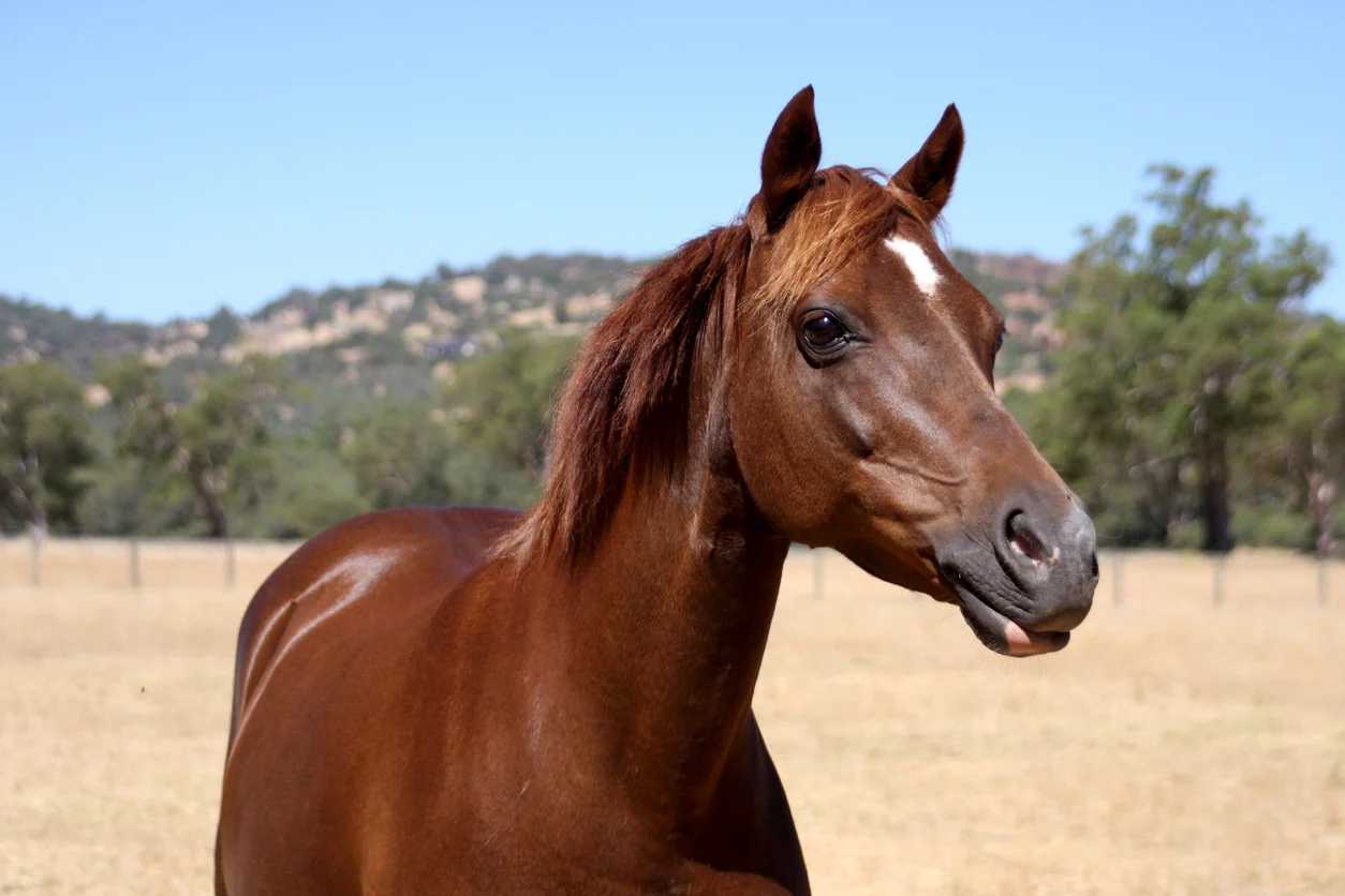 Sheila’s pony, KIRRA.