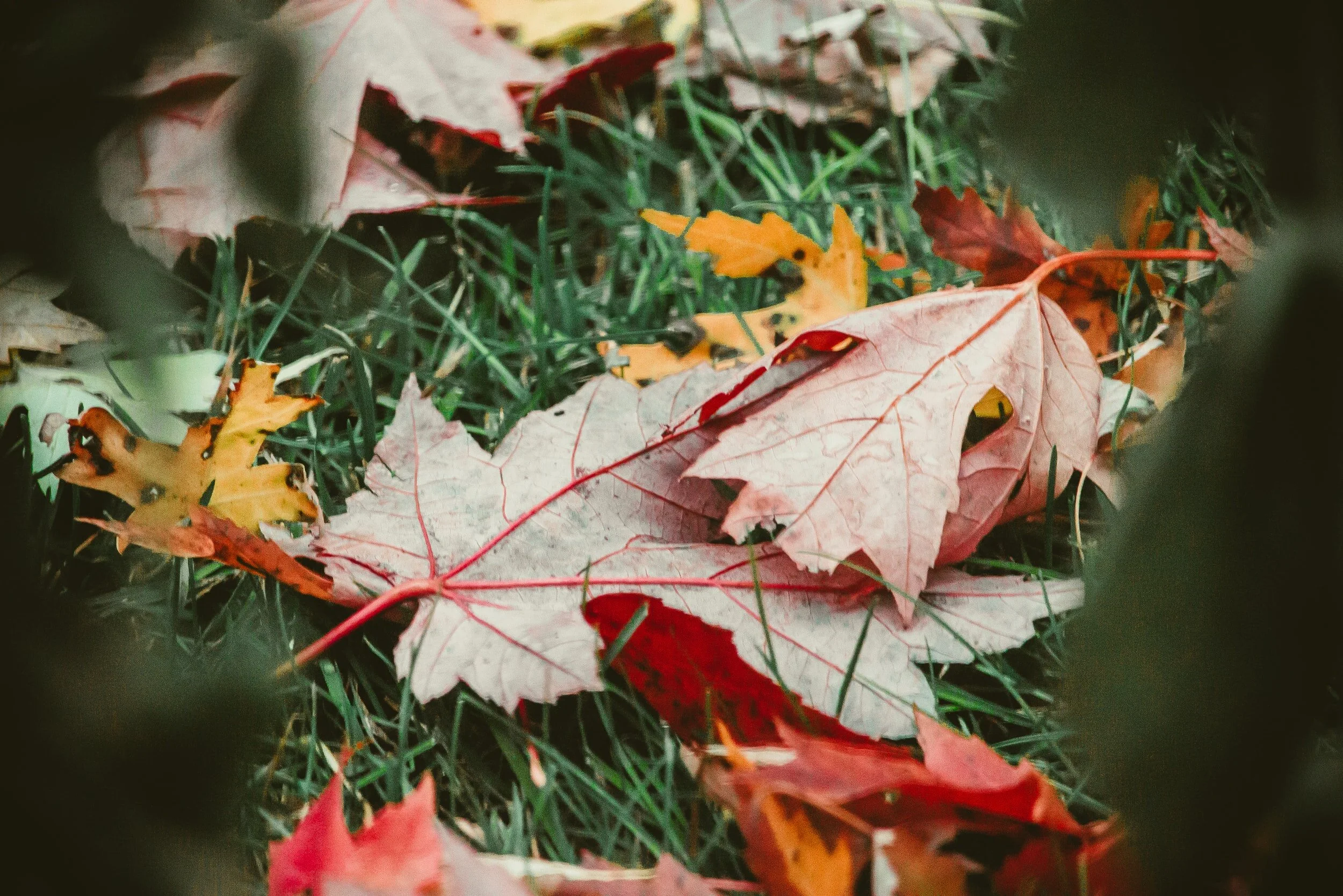 Fall Clean-up Day