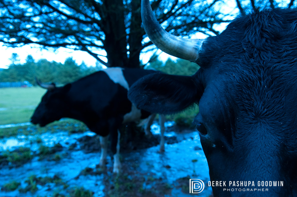 Blue Bulls: Elvis &amp; Andy