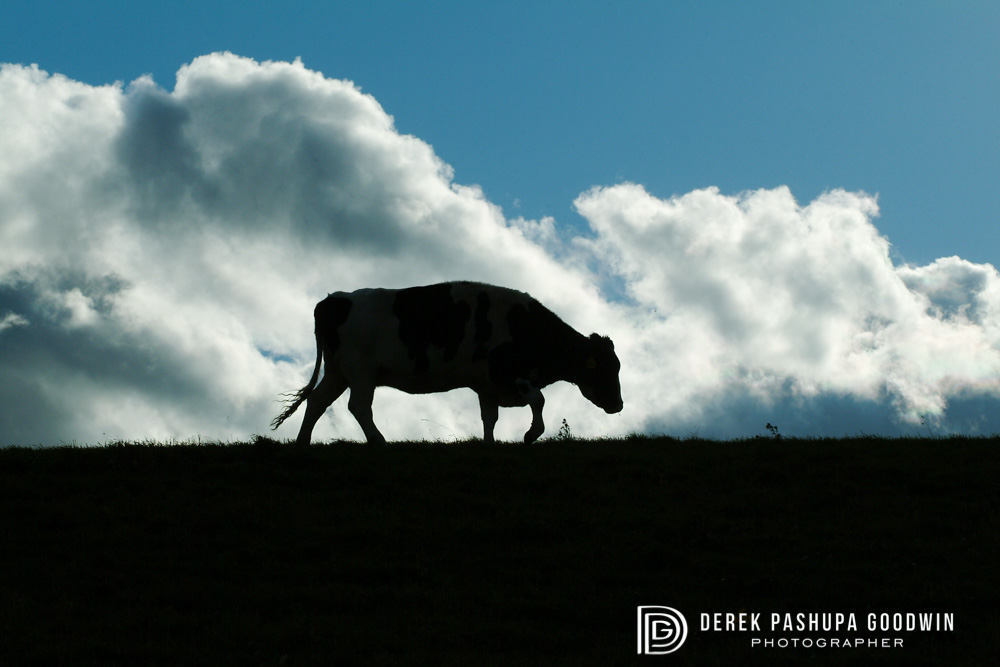 Cow silhouette