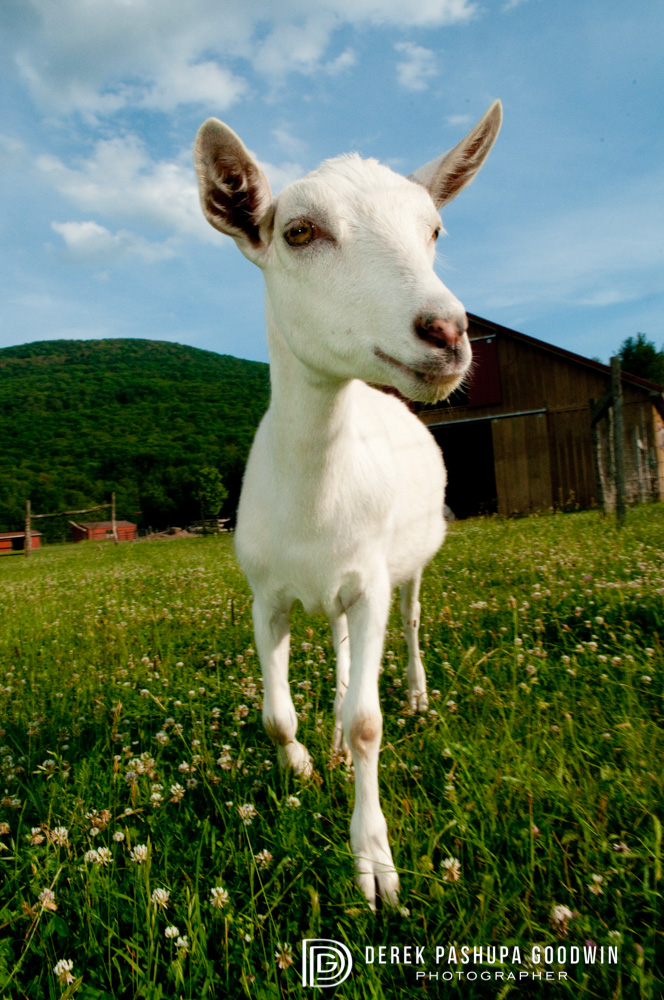 Emmet the goat