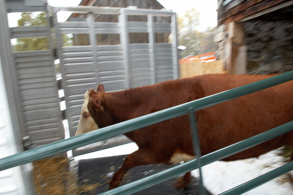 Annie Dodge moves from VT Barn into transport vehicle