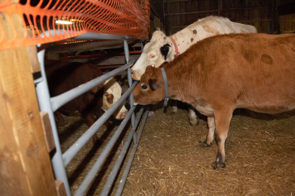 Herd at Farm Sanctuary welcome Annie Dodge