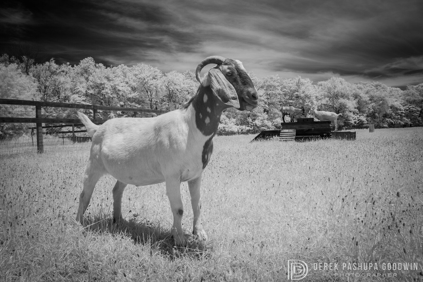 Goats at Woodstock
