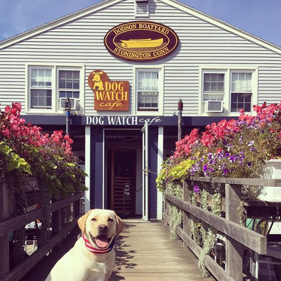 Dog Watch Cafe 1080.jpg