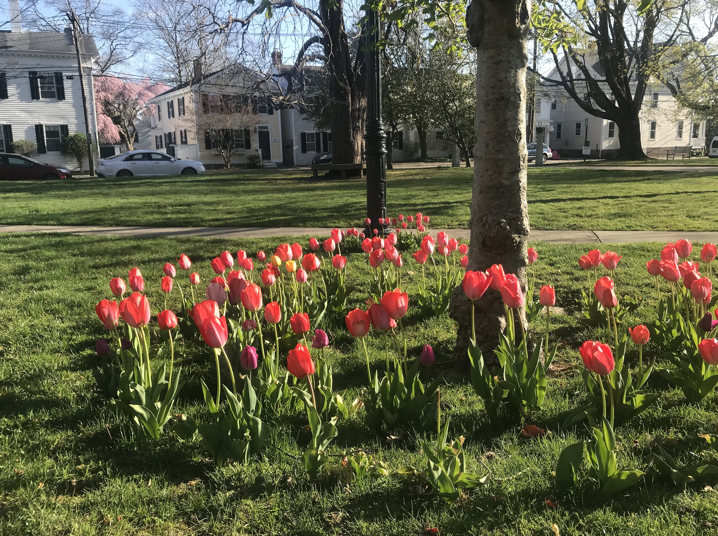 Stonington_Borough_Tulips at SFL 5 9361.jpg