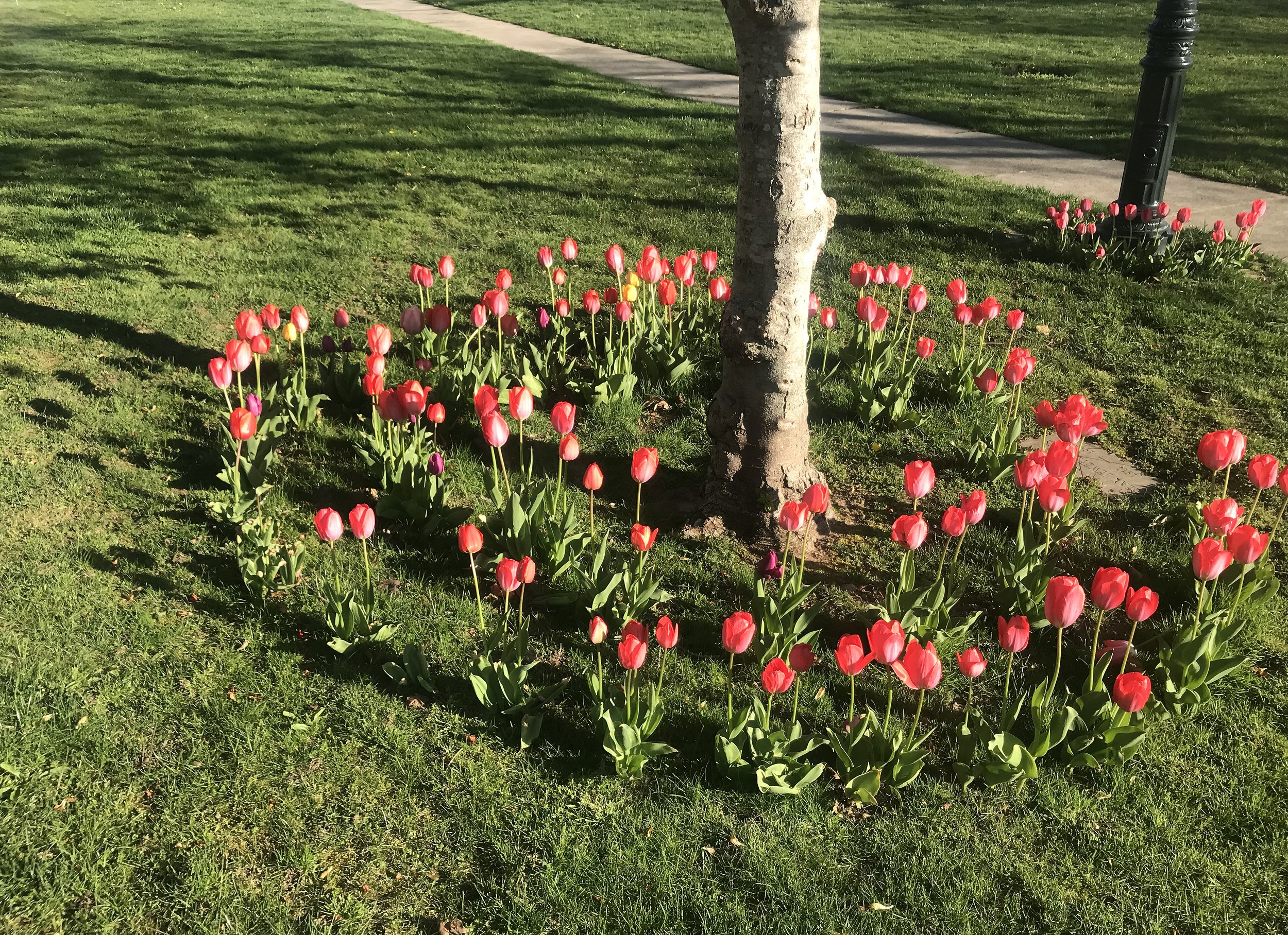 Stonington_Borough_Tulips at SFL 6 9362.jpg