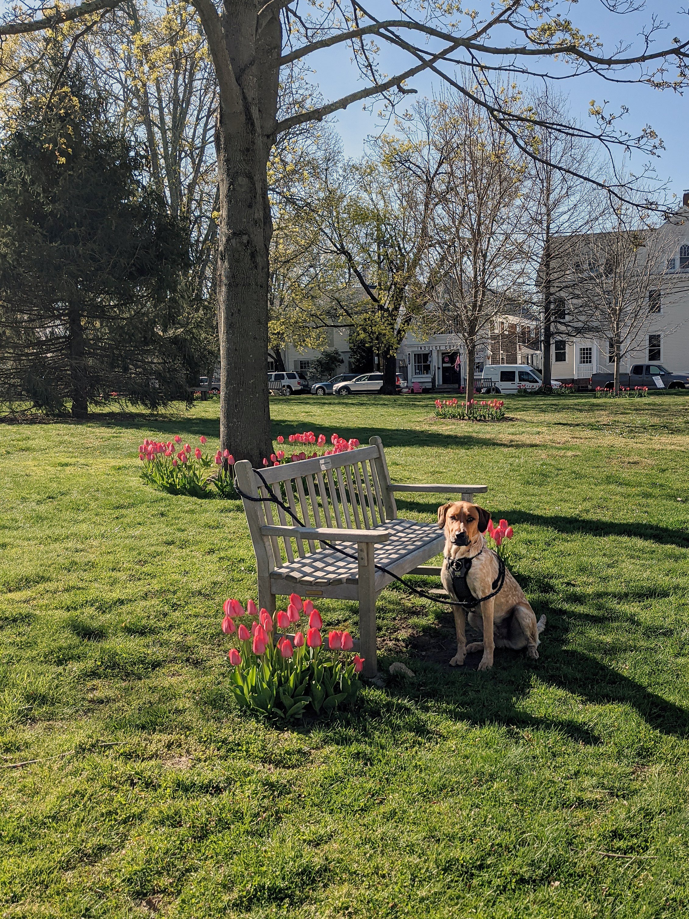 Portrait of Finn by the Tulips, by Maggie Lee