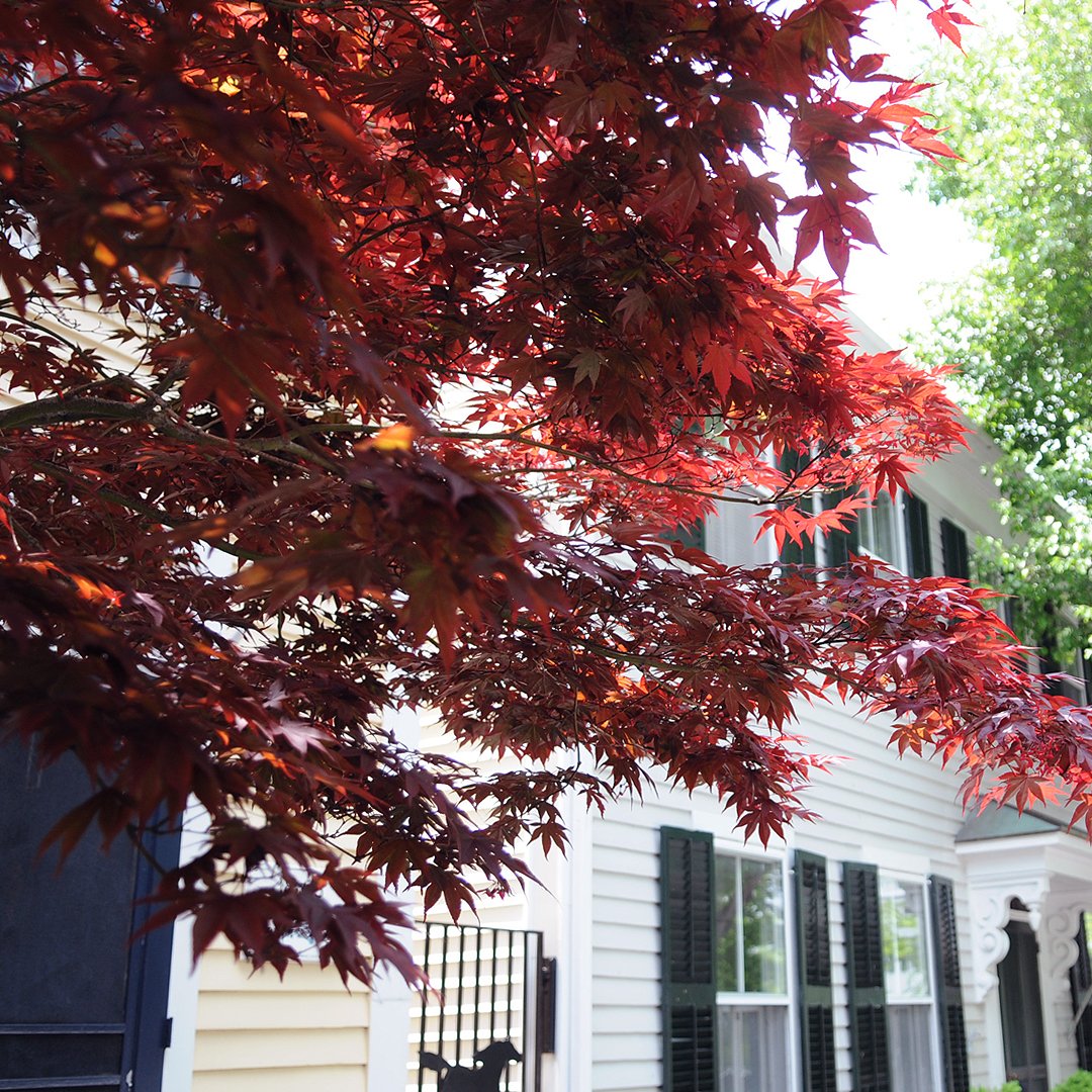 A stunning maple on High St.