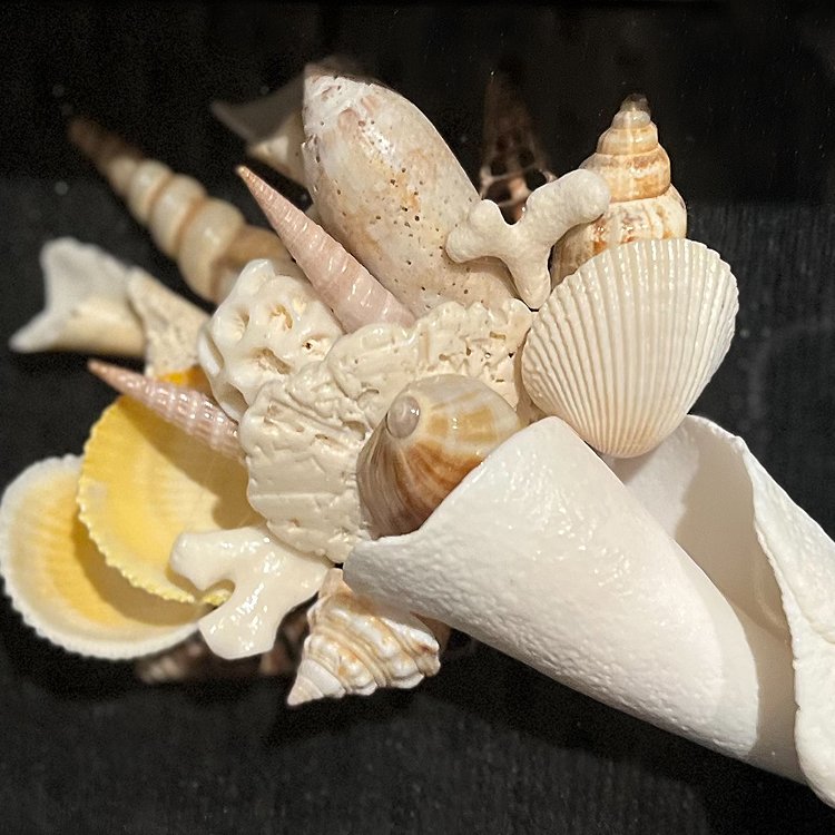 Seashell Inspirations