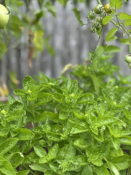 Leeward Inn - Kitchen Garden Basil.jpg