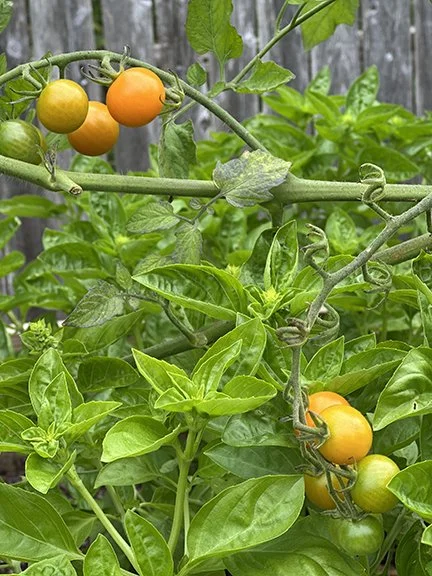 Leeward Inn - Kitchen Garden Tomatoes.jpg