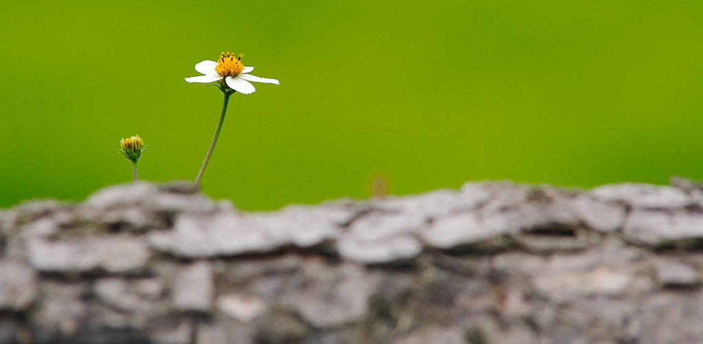 A minha menina não nasceu saudável e perfeita, mas tem direito à vida como todas as crianças.