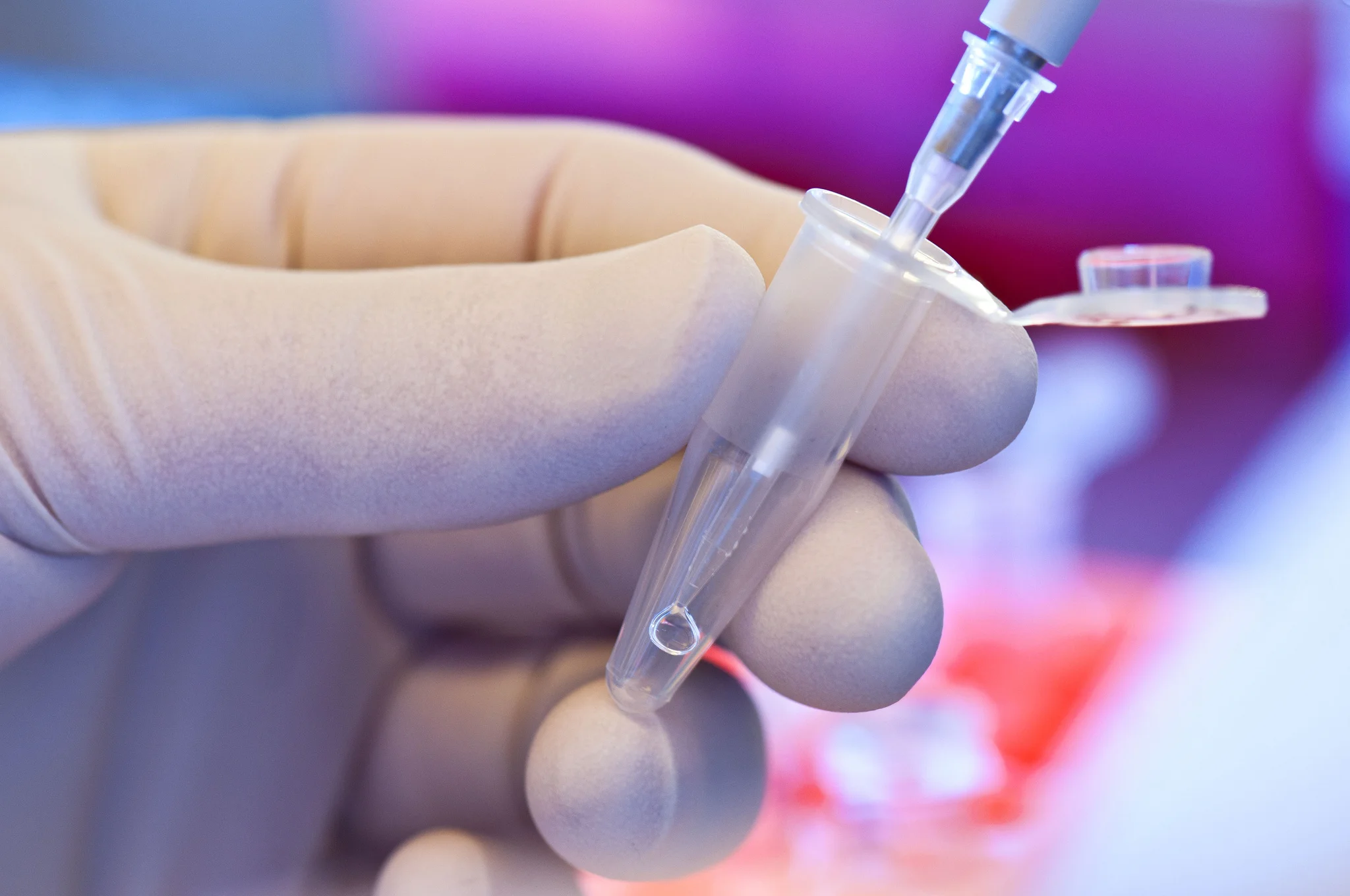 Cientistas criam rim a partir de células estaminais