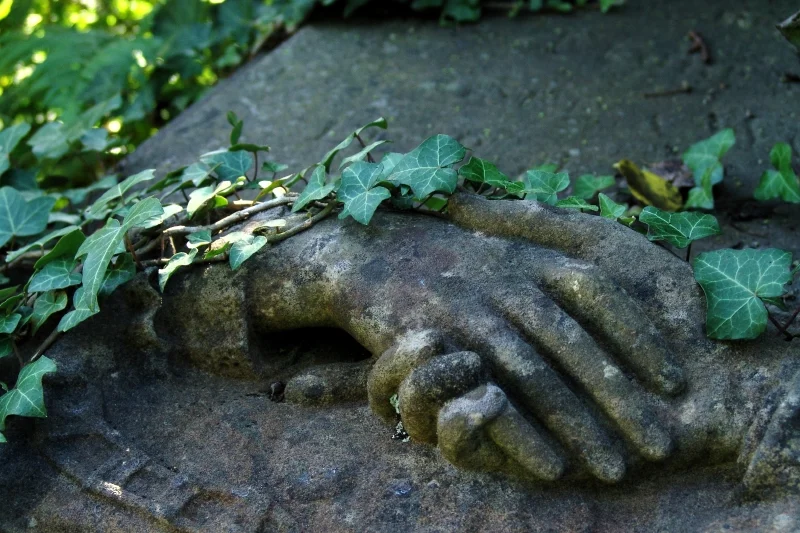 OIPM - Observatório de Interações Planta-Medicamento juntou-se ao nosso projeto