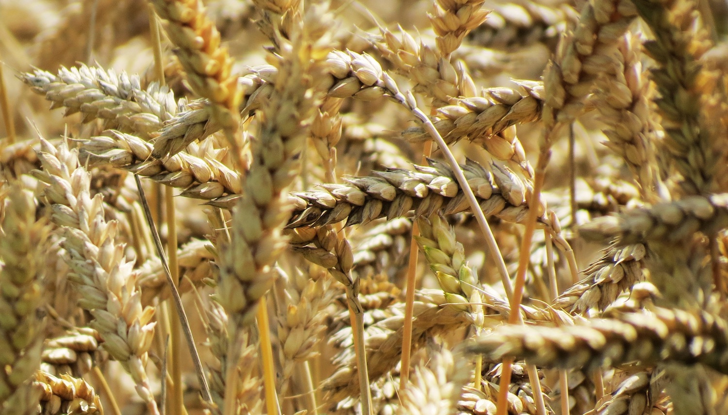 Melhore a sua adesão à dieta mediterrânea - cereais integrais