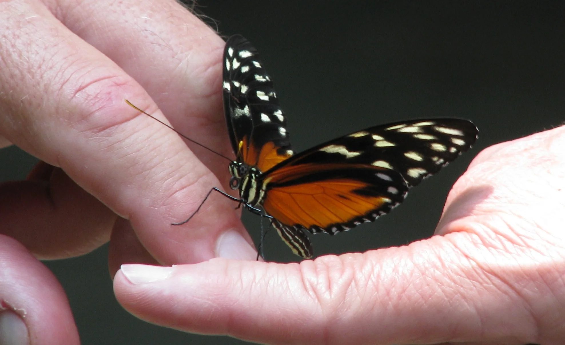 Borboleta-nas-mãos.jpg
