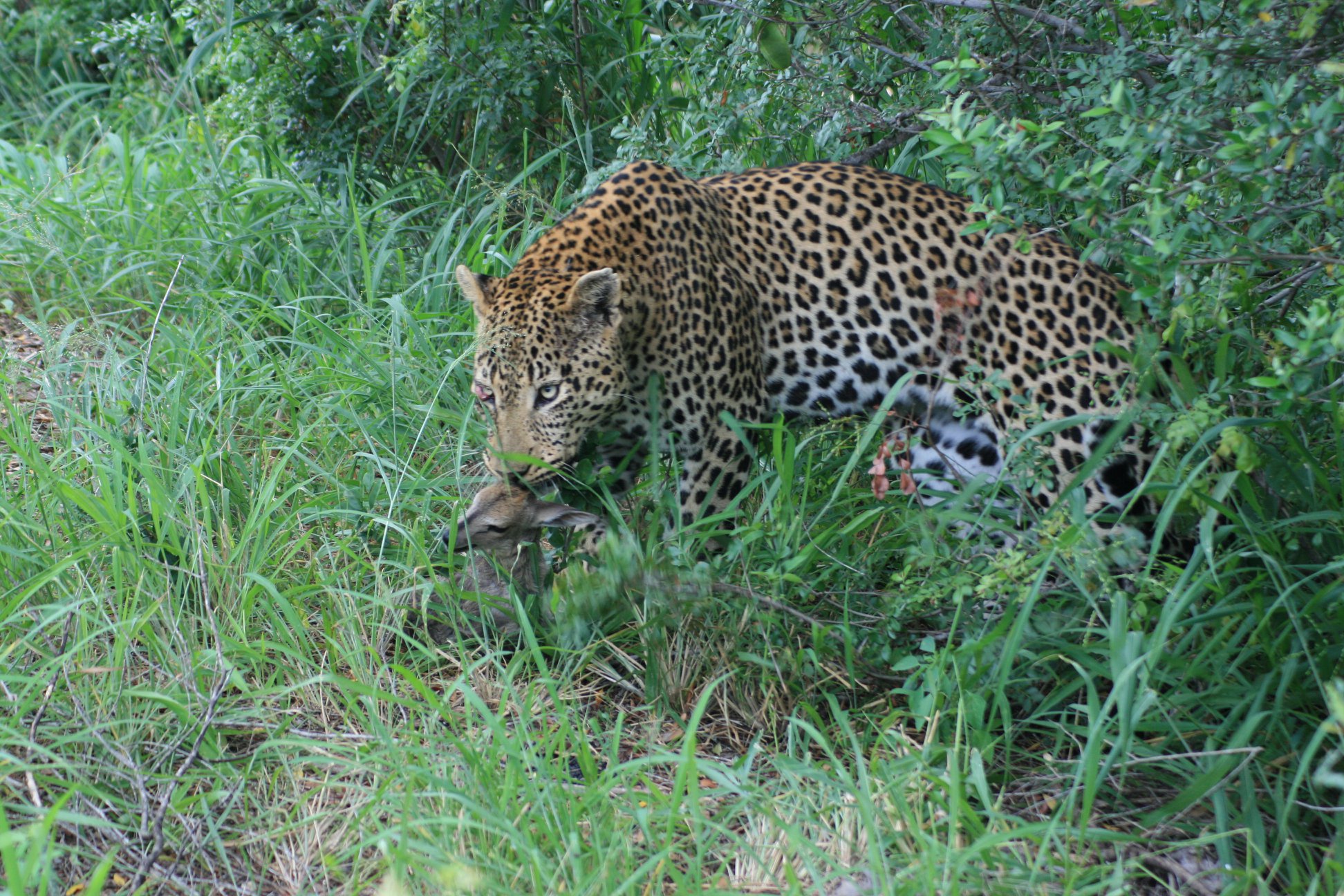 Inyati Game Lodge - Sabi Sands, South Africa 