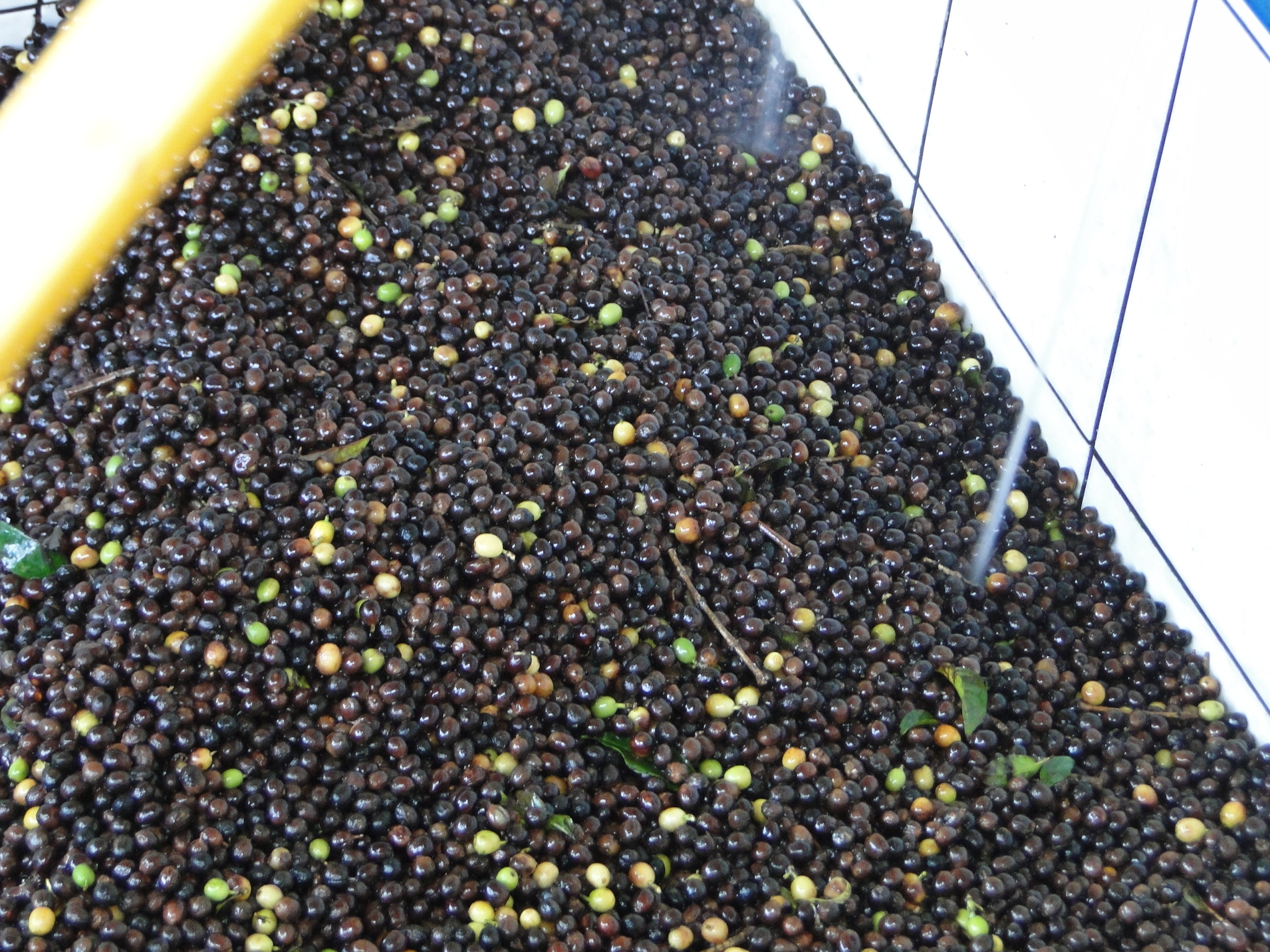 ORDERING — Rio Claro Coffee