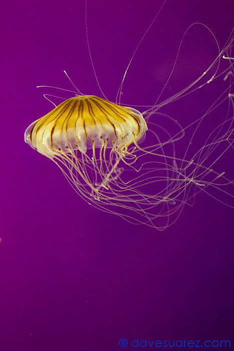 Jellyfish