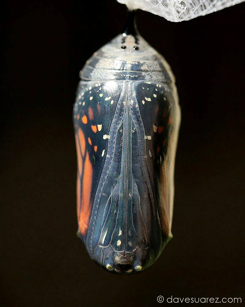 Monarch Chrysalis