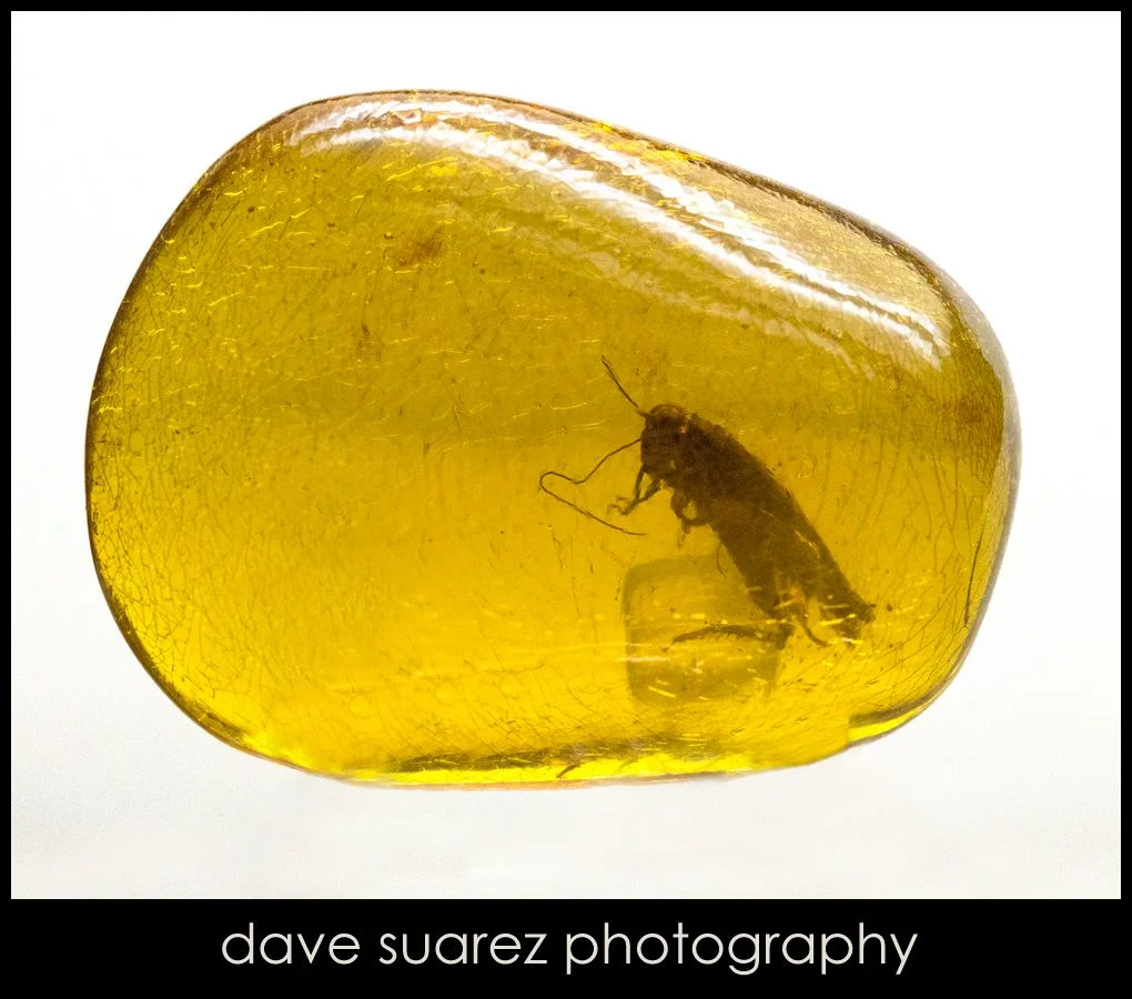 Insect in Amber - approx. 30 Million Years Old