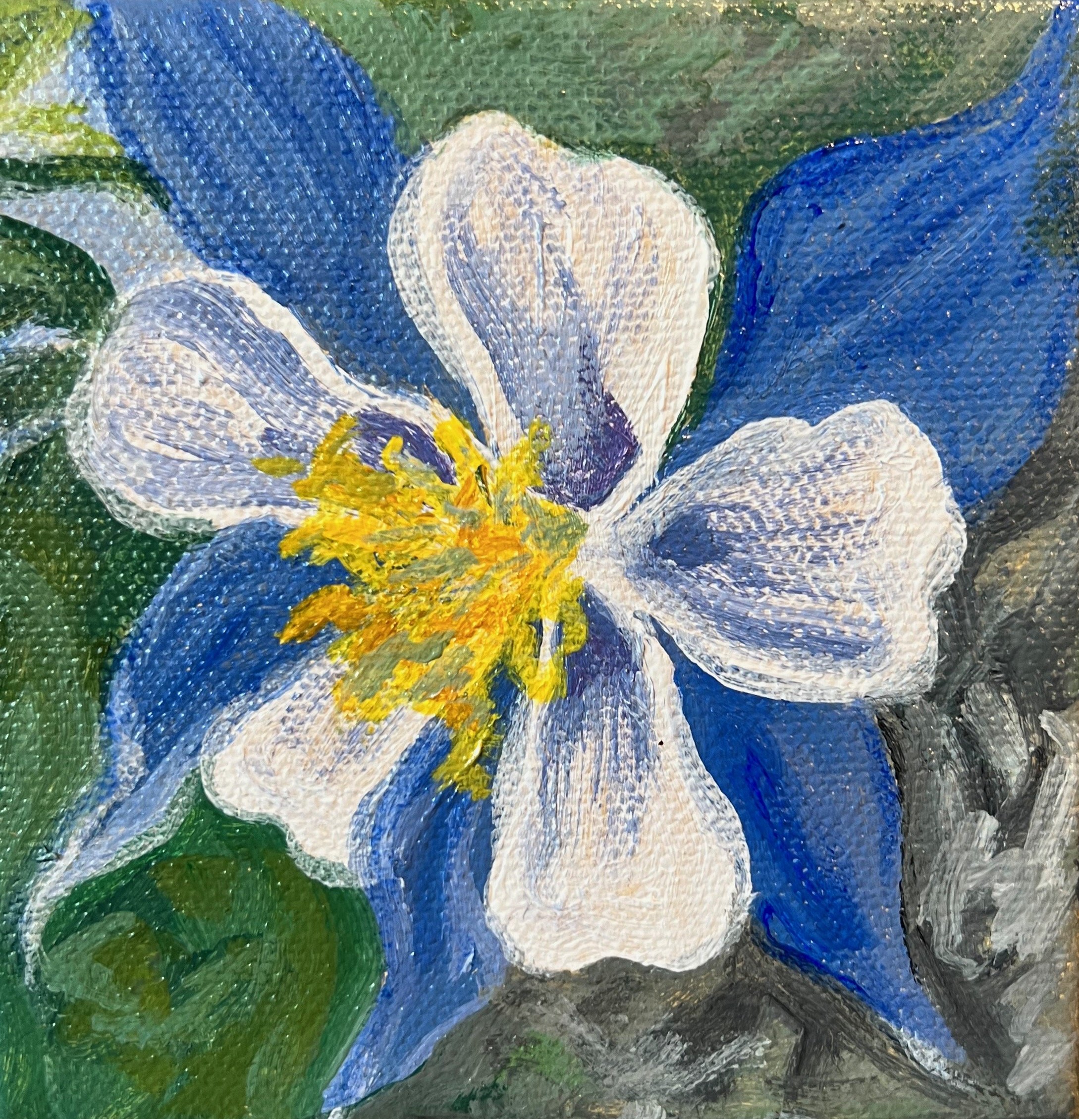 Oh Colorado: Sweet Columbine