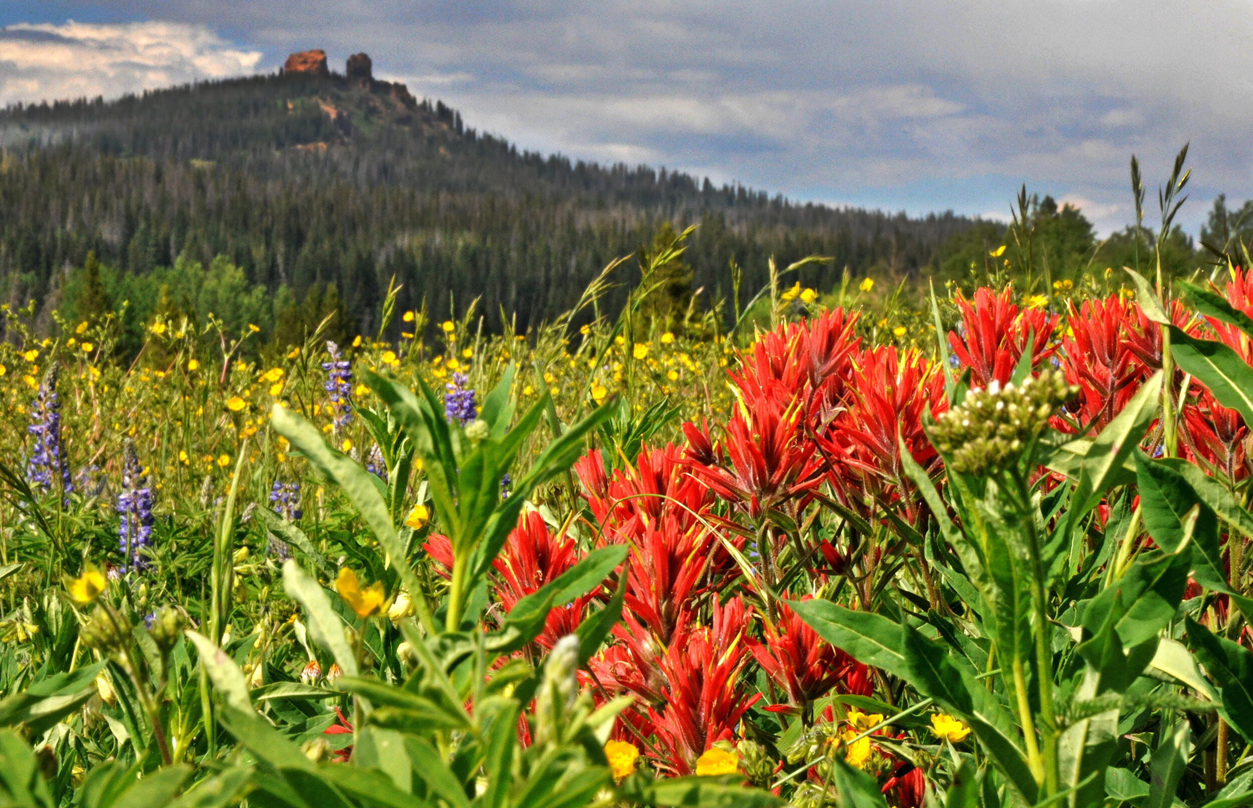 Wildflowers