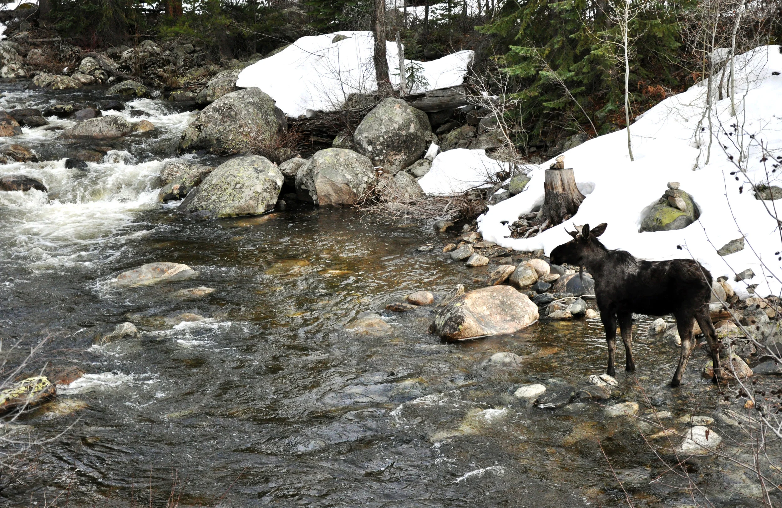 Moosecreek.jpg