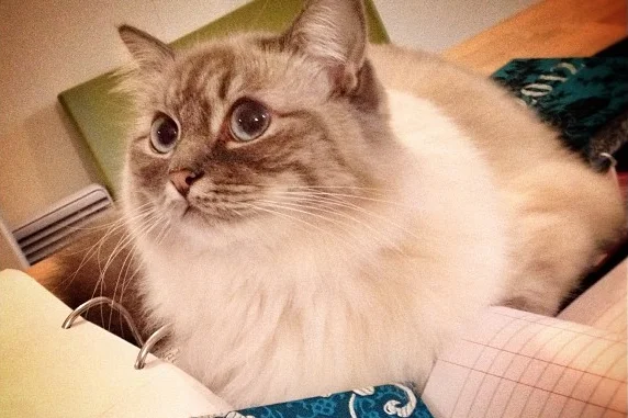 My Accounts Assistants are Unhelpful...