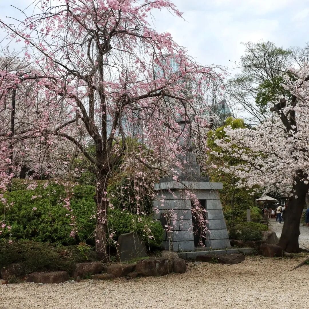 So many pretty trees! 🌸🌸🌸 #japan #tokyo #sakuraseason