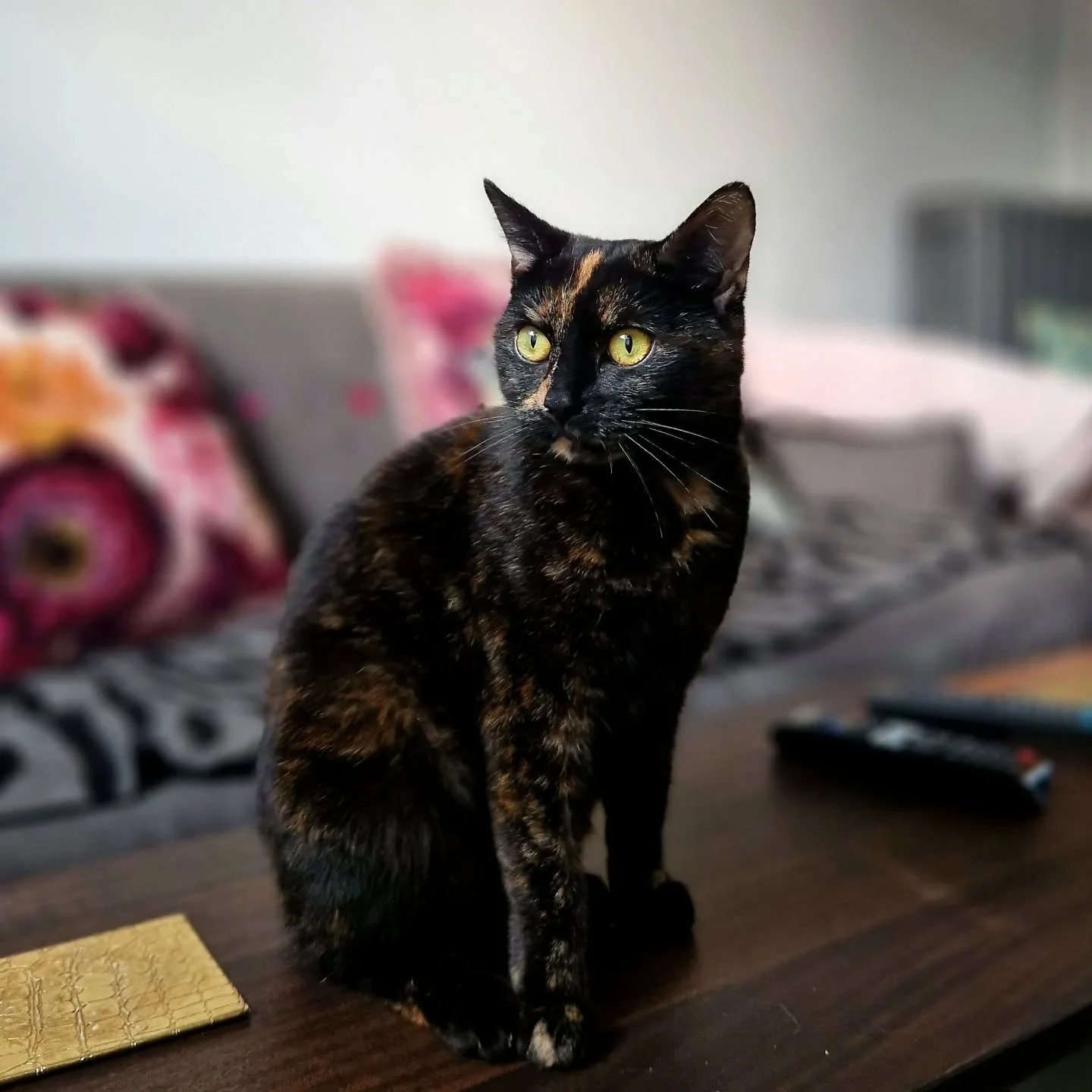 I don't think I'm emotionally equipped for fostering, saying goodbye is the worst 😭💔

After 7 weeks of chaos, purrs, love, and sooo much cat food, today it was time to say goodbye to Charlie (our cheeky ginger boy) and Molly (our beautiful, patient