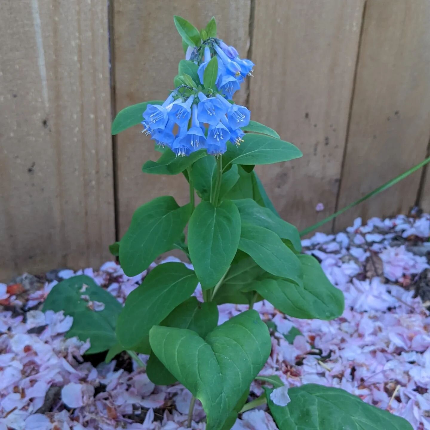 Virginia Bluebells, a blanket of cherry blossom petals &amp; an adorable nosy puppy #virginiabluebells